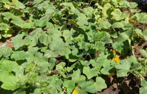 low maintenance gardening ideas squash plants