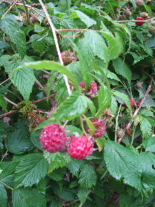 Frozen berries raspberries