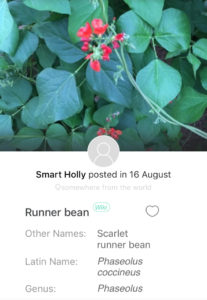 runner bean