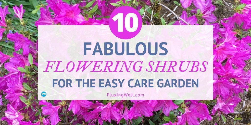 10 Fabulous flowering shrubs for the easy care garden featured image