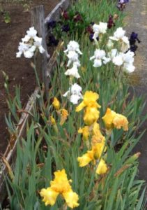 favorite perennials iris