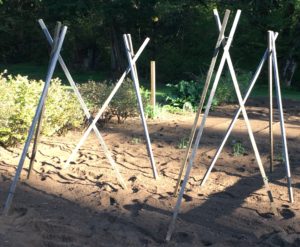 easy diy pole bean towers in position