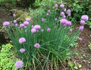 favorite perennials chives