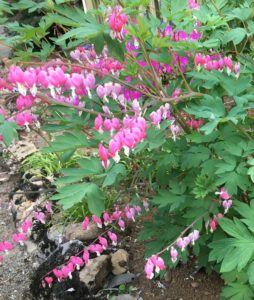 favorite perennials bleeding heart