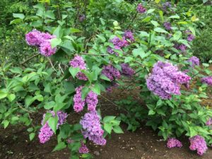 favorite flowering shrubs lilacs
