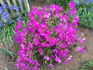 favorite flowering shrubs azalea