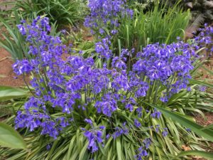 favorite perennials bluebells