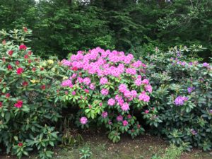 favorite flowering shrubs rhododendron