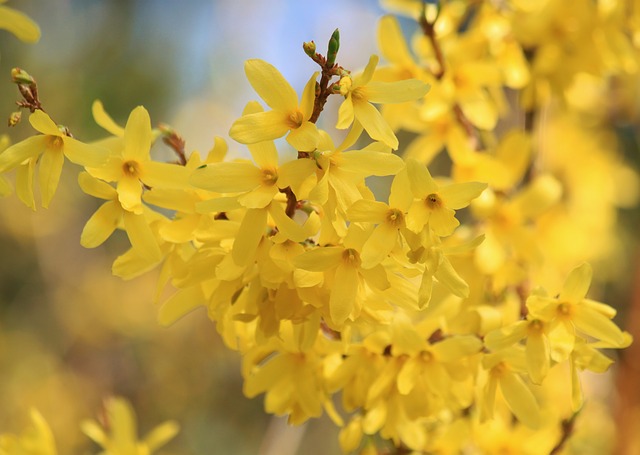 10 Fabulous Flowering Easy Care Shrubs - Fluxing Well