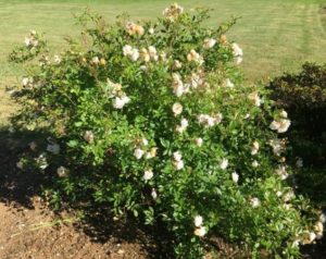 old garden roses ghislaine