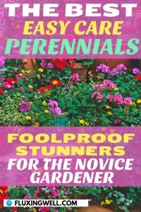 zone 8 perennials foolproof for the novice gardener perennials in bloom