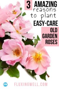 3 Amazing Reasons to Plant Easy-Care Old Garden Roses Pinterest image