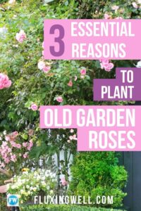 Three reasons to plant old garden roses