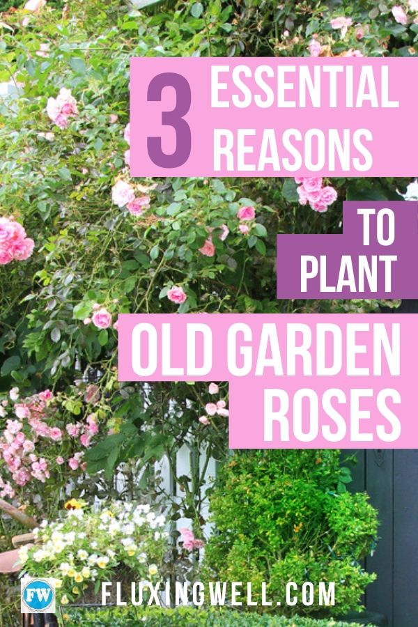 Old Garden Roses: An Easy-Care Alternative to Hybrid Teas - Fluxing Well