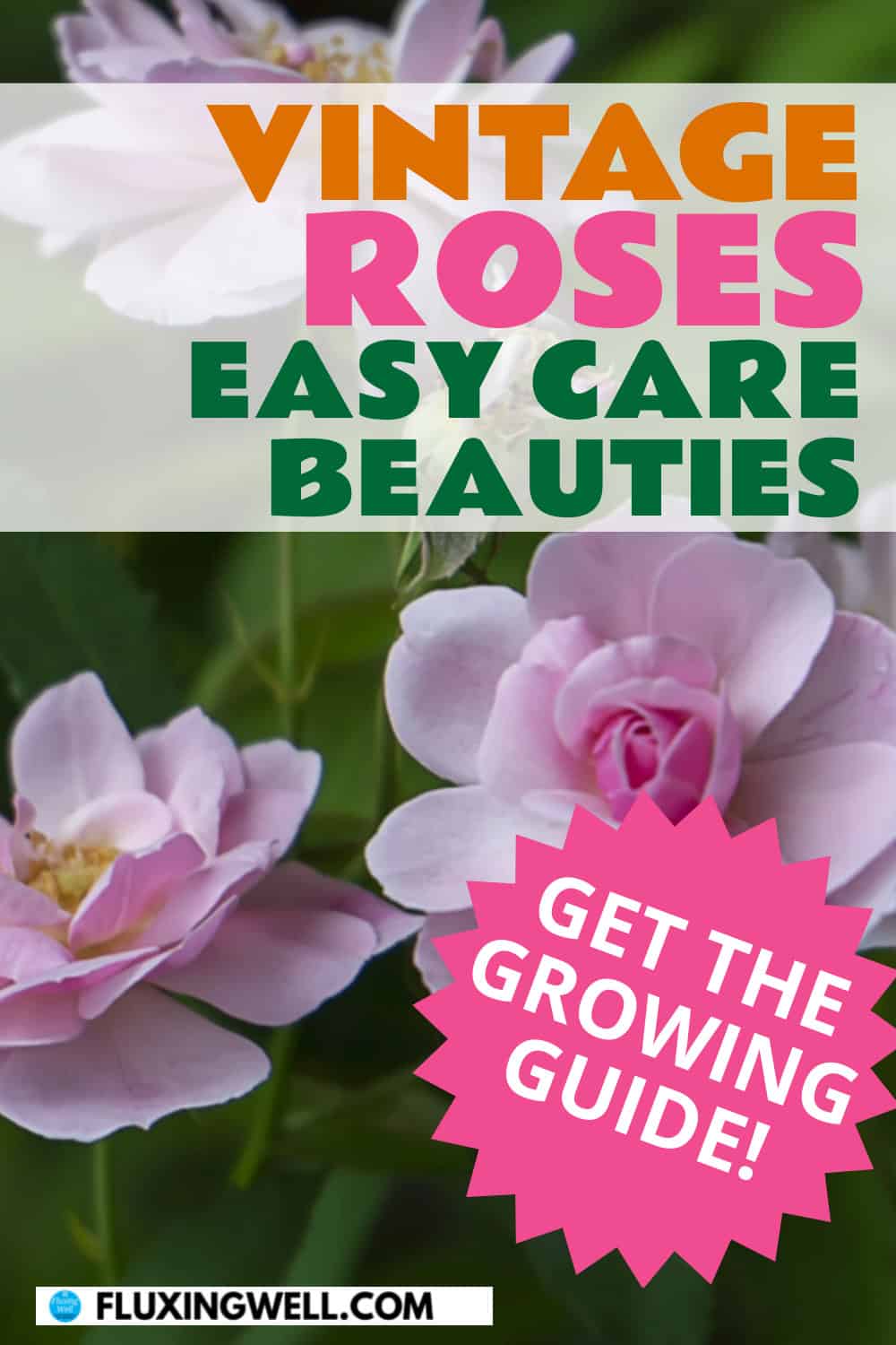 vintage roses easy care beauties