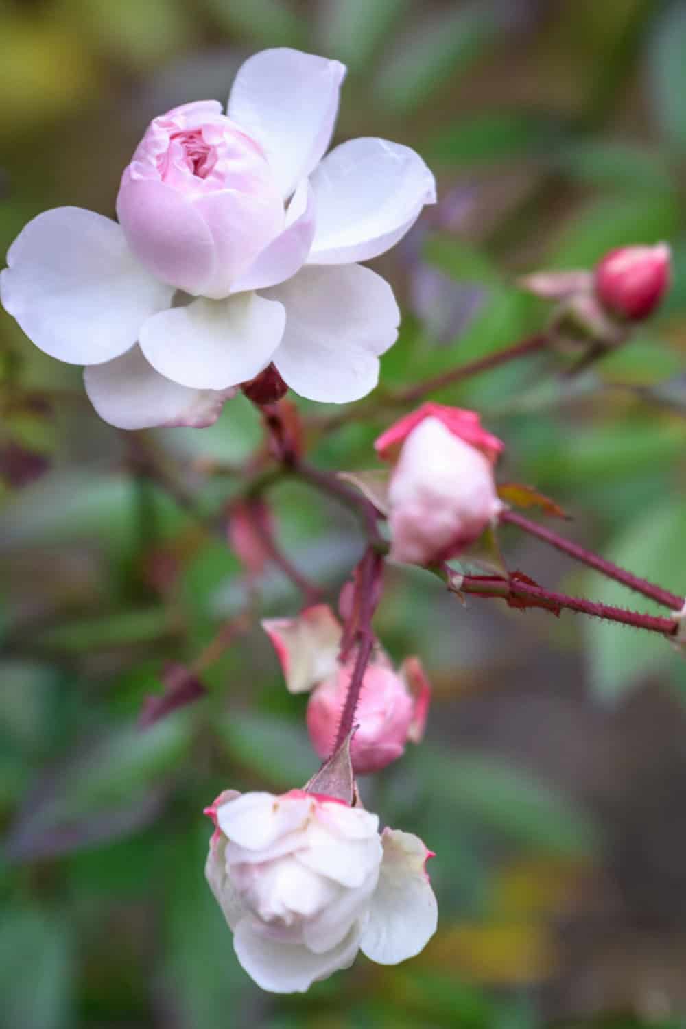 vintage roses old garden roses damask rose