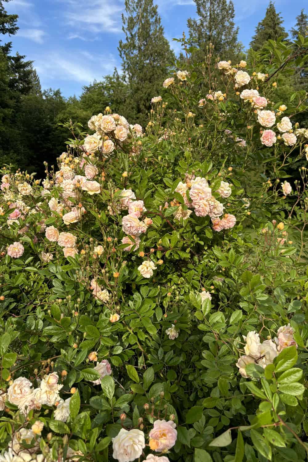 vintage roses old garden roses ghislaine de feligonde