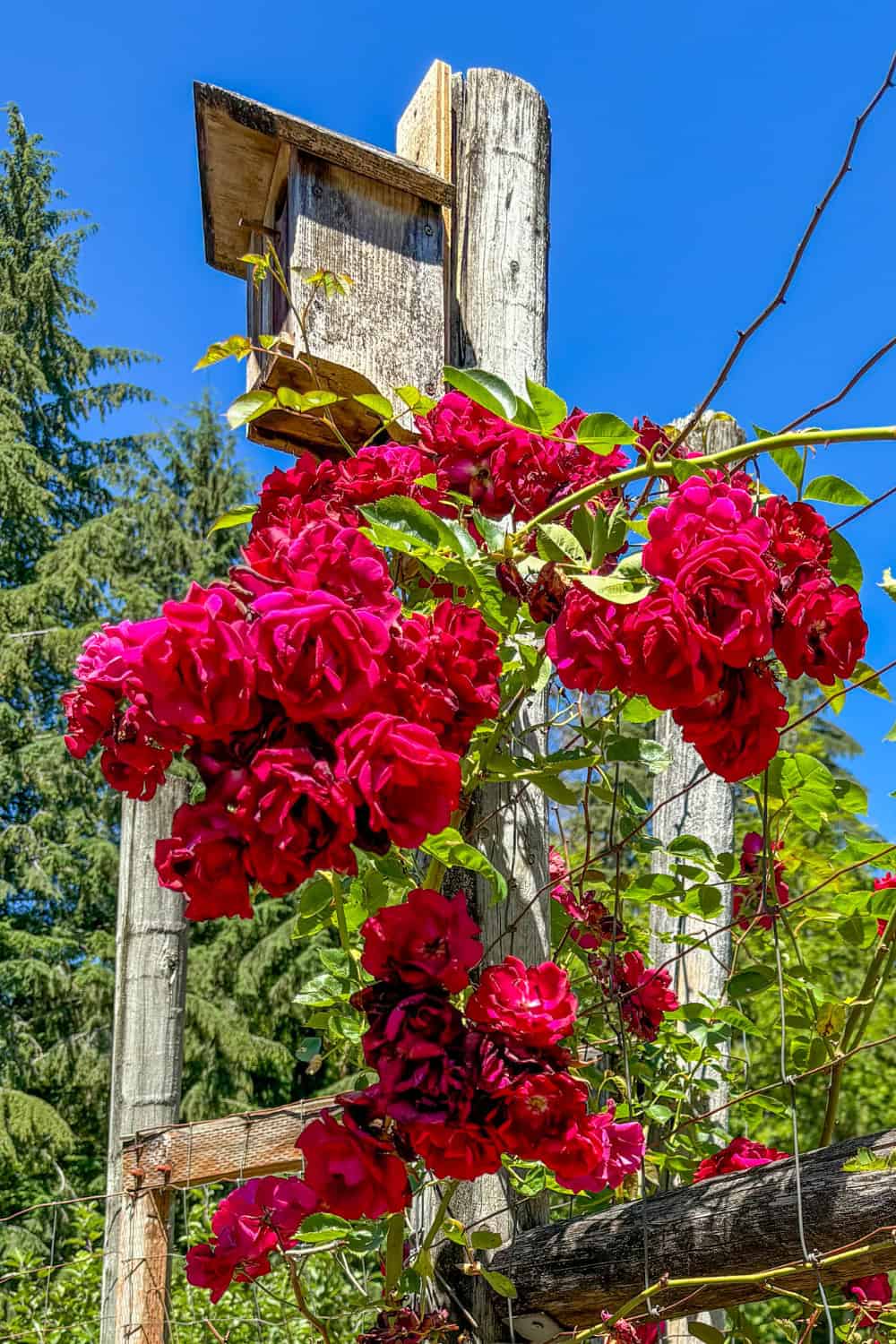 vintage roses old garden roses joseph's coat