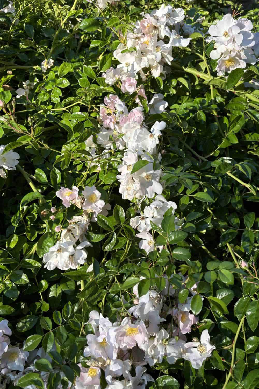 vintage roses old garden roses mystery rose