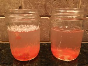 saving seeds tomato seeds in water