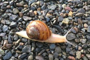 Oregon Garden snail