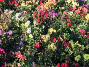 Flowers in the Oregon Garden Market Garden