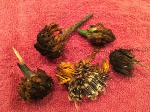 saving seeds marigold flower heads
