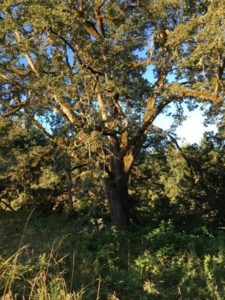 Oregon Garden Resort Oak Tree