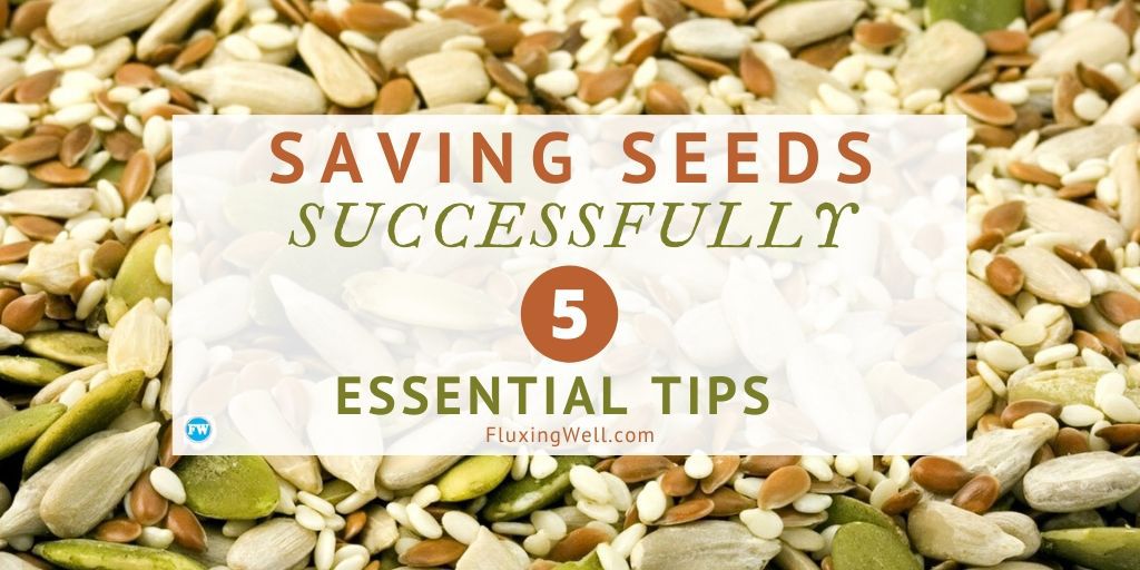 saving seeds successfully featured image