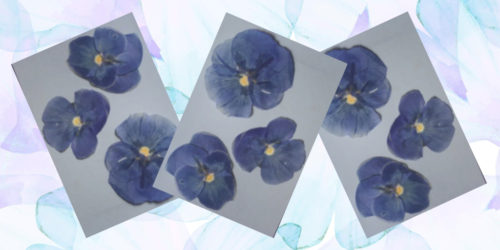 pressed flower greeting cards featured image