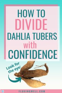 How to divide dahlias with confidence pinterest image