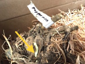 How to divide dahlia tubers labeled with tape in wood shavings