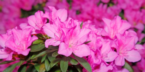 low maintenance flowering shrubs and bushes rhododendron