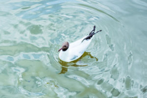 seagull in Carlsbad lagoon