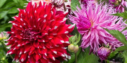 How to plant dahlia tubers bright dahlia blooms