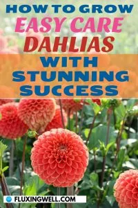 how to plant dahlia tubers orange pom pom dahlias