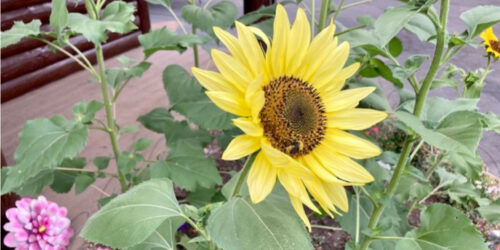 fun things to do in Bellevue Idaho featured image with sunflower