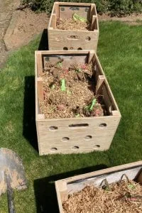 dividing dahlias in spring unpacking dahlia boxes near the dahlia bed