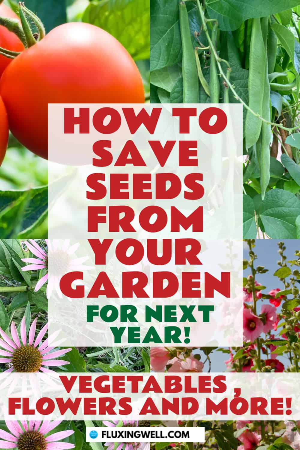 how to save seeds from your garden for next year_ flowers vegetables and more