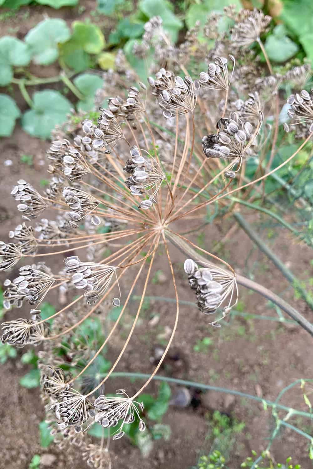 how to save seeds for next year dill seeds
