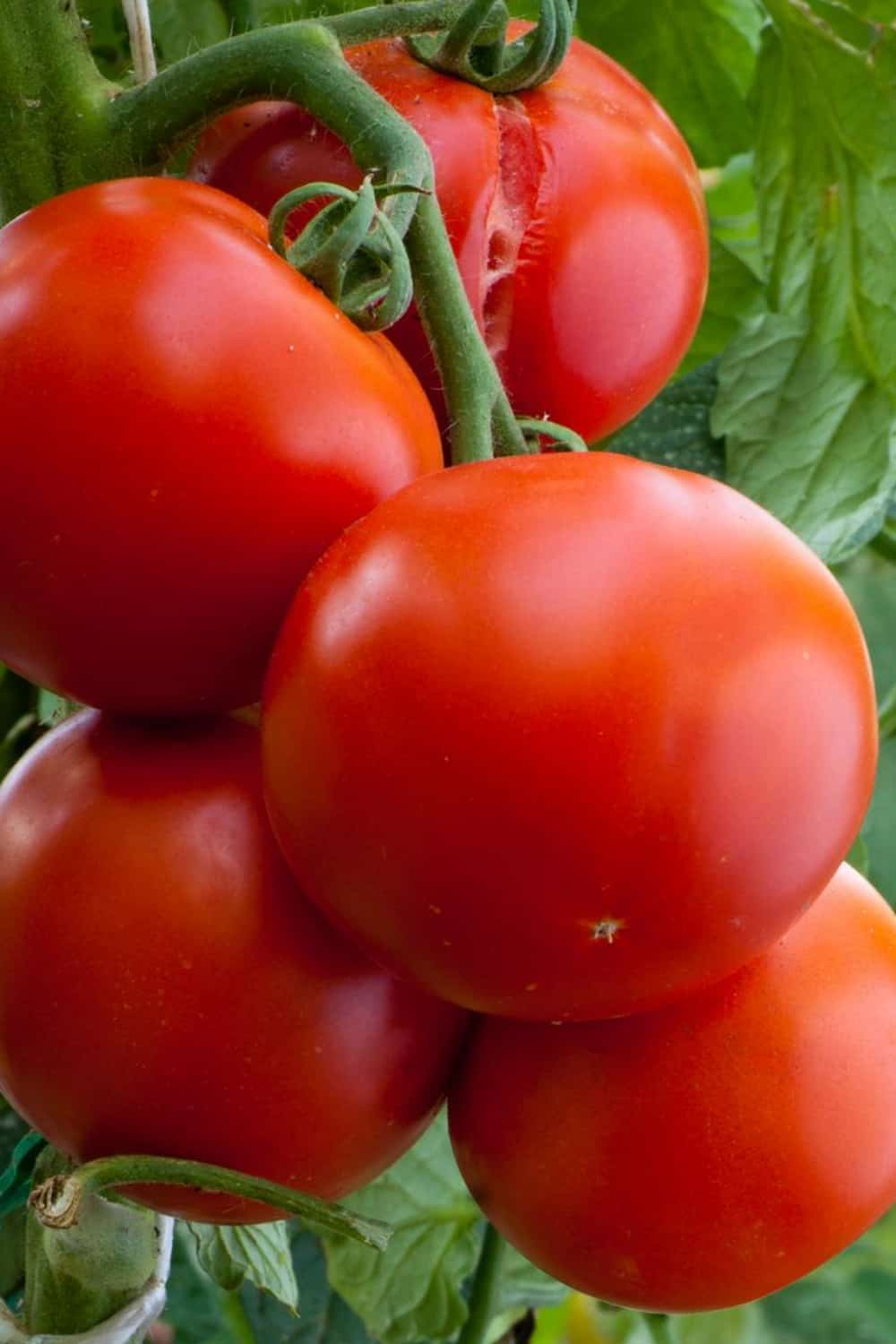 how to save seeds for next year tomatoes