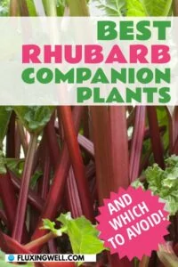 best rhubarb companion plants pinterest image