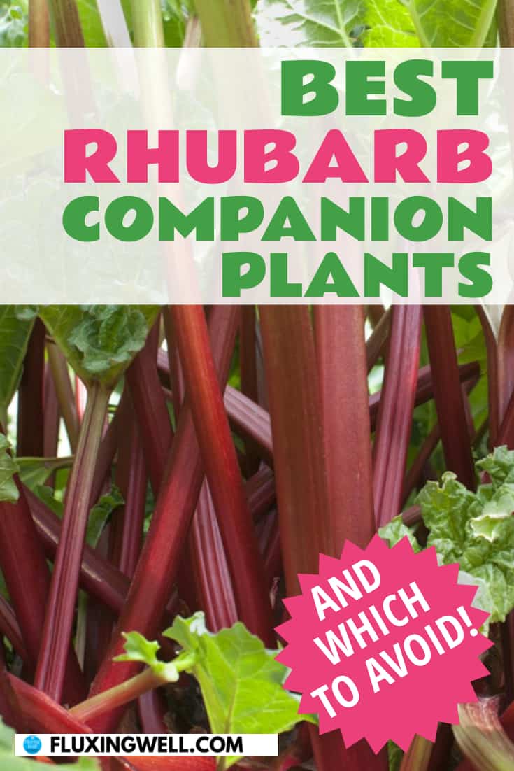 22 Best Rhubarb Companion Plants And Which To Avoid Fluxing Well