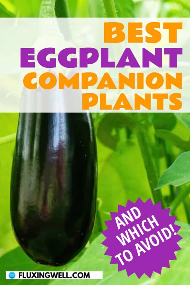 Best Eggplant Companion Plants: 29 Smart Choices - Fluxing Well