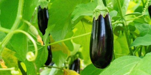 best eggplant companion plants featured image eggplant growing in garden