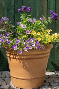 flower container ideas yellow and purple petunias