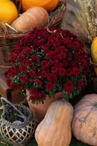 flower container ideas mums and pumpkins