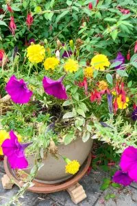 flower container ideas marigolds and petunias in a pot