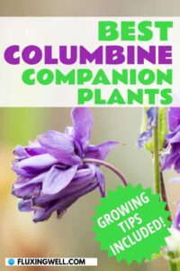 best columbine companion plants Pinterest image blue columbine