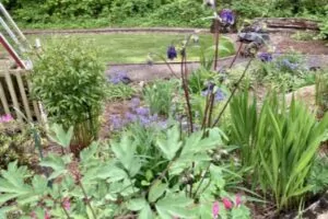 columbine companion plants bluebells and bleeding heart in a perennial garden